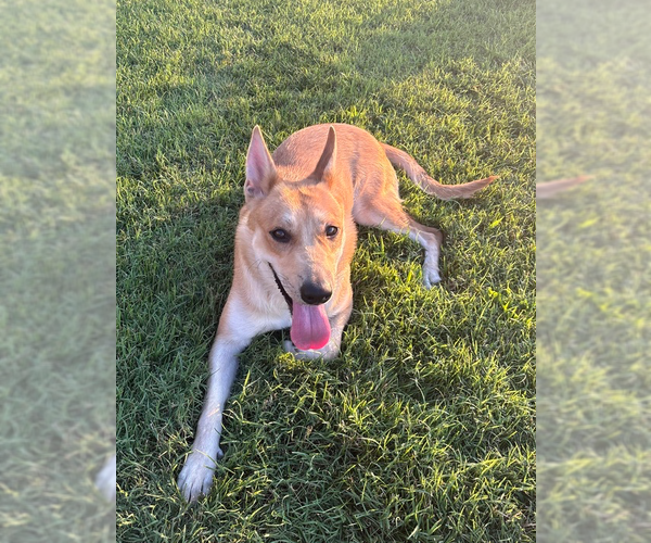 Medium Photo #2 Siberian Husky-Unknown Mix Puppy For Sale in Evansville, IN, USA