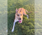 Small #1 Siberian Husky Mix