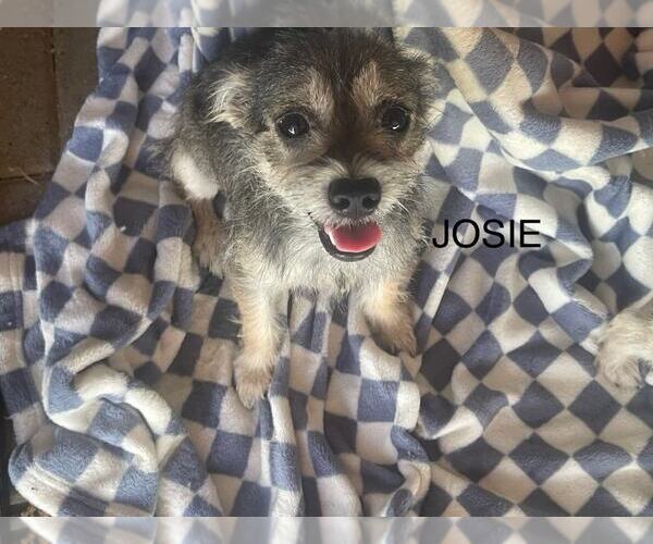 Medium Photo #1 Mutt Puppy For Sale in Morganville, NJ, USA