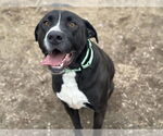 Small #2 Labrador Retriever Mix