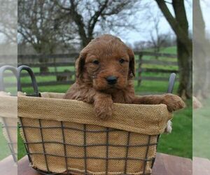 Goldendoodle Puppy for sale in GREENCASTLE, PA, USA