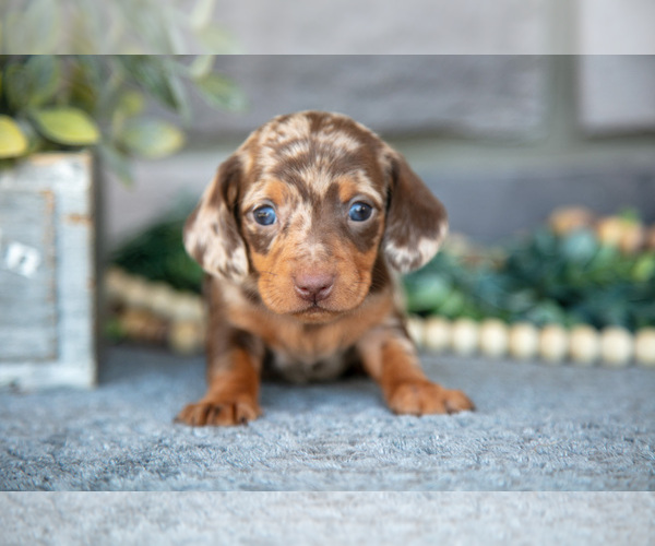 Medium Photo #12 Dachshund Puppy For Sale in TOPEKA, IN, USA