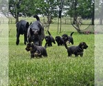 Small #7 German Shepherd Dog