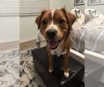 Small #4 Border Collie-Spaniel Mix