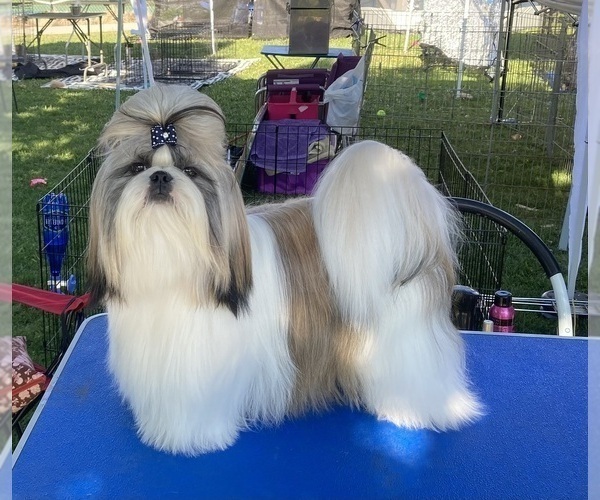 Full screen Photo #1 Shih Tzu Puppy For Sale in Enderby, British Columbia, Canada