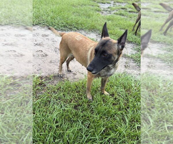 Medium Photo #6 Mutt Puppy For Sale in Imlay City, MI, USA