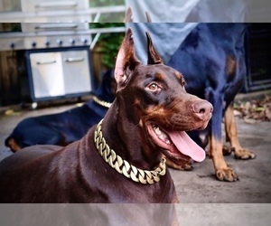 Mother of the Doberman Pinscher puppies born on 02/11/2025