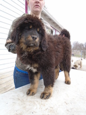 Tibetan Mastiff Puppy for sale in GALVA, IL, USA