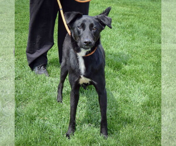 Medium Photo #3 German Shepherd Dog-Unknown Mix Puppy For Sale in Huntley, IL, USA