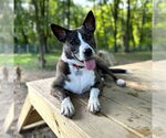Small Photo #16 Mutt Puppy For Sale in Canton, CT, USA
