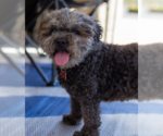 Small Photo #6 Poodle (Miniature) Puppy For Sale in San Diego, CA, USA