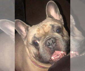 Father of the French Bulldog puppies born on 05/01/2025