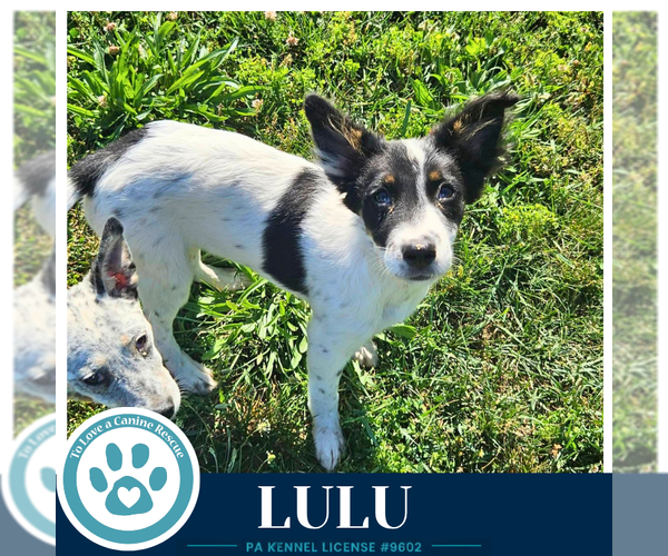 Medium Photo #3 Mutt Puppy For Sale in Kimberton, PA, USA