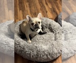 Small Photo #1 French Bulldog Puppy For Sale in LEESVILLE, LA, USA