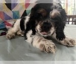 Image preview for Ad Listing. Nickname: Moo