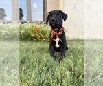 Puppy Kate Cane Corso-Doberman Pinscher Mix