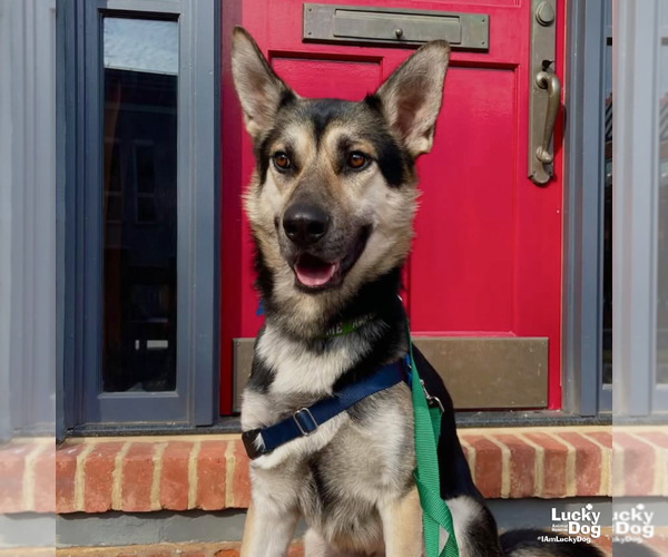 Medium Photo #13 German Shepherd Dog-Unknown Mix Puppy For Sale in Washington, DC, USA