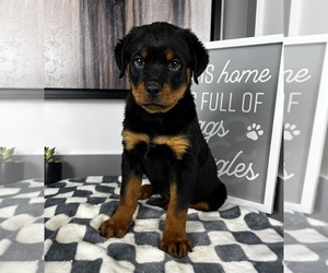 Rottweiler Dog for Adoption in FRANKLIN, Indiana USA