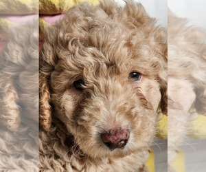 Miniature Labradoodle Puppy for sale in APOPKA, FL, USA