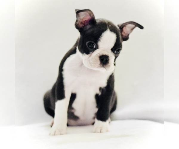 Medium Photo #6 Boston Terrier Puppy For Sale in YUCAIPA, CA, USA