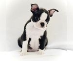 Small #5 Boston Terrier