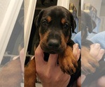 Puppy Saber Doberman Pinscher