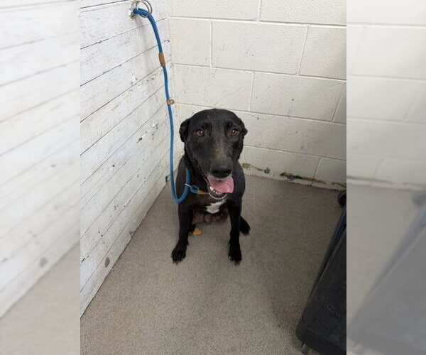 Medium Photo #2 Labrador Retriever-Unknown Mix Puppy For Sale in San Bernardino, CA, USA