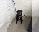 Small #1 Labrador Retriever Mix