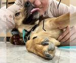 Small #5 Black Mouth Cur-German Shepherd Dog Mix
