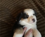 Small Photo #7 Miniature American Shepherd Puppy For Sale in PLACERVILLE, CA, USA