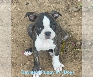 Boston Terrier Puppy for sale in CALDWELL, TX, USA