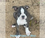 Small Boston Terrier