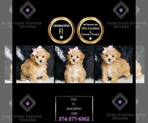 Maltipoo Puppy for sale in WARSAW, IN, USA