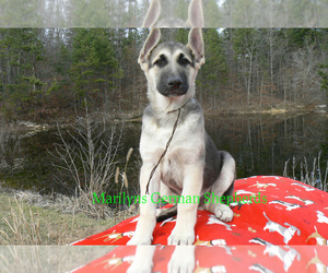 German Shepherd Dog Puppy for sale in PIEDMONT, MO, USA