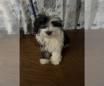 Small #32 Havanese