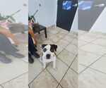 Small #18 Bullypit