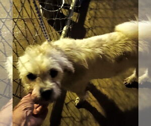 Shih Tzu-Unknown Mix Dogs for adoption in Bonifay, MO, USA