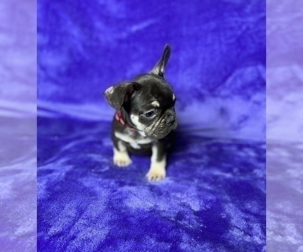Medium Photo #11 French Bulldog Puppy For Sale in KENNESAW, GA, USA