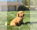 Image preview for Ad Listing. Nickname: Monty