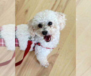 Poodle (Miniature) Dogs for adoption in St. Louis Park, MN, USA