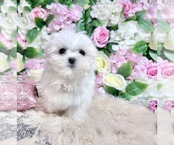 Medium Photo #40 Maltese Puppy For Sale in HAYWARD, CA, USA