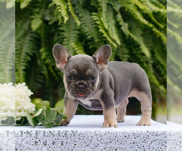 Medium Photo #3 French Bulldog Puppy For Sale in NARVON, PA, USA