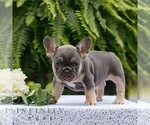 Small #2 French Bulldog
