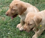Small Photo #8 Labrador Retriever Puppy For Sale in SPOTSYLVANIA, VA, USA