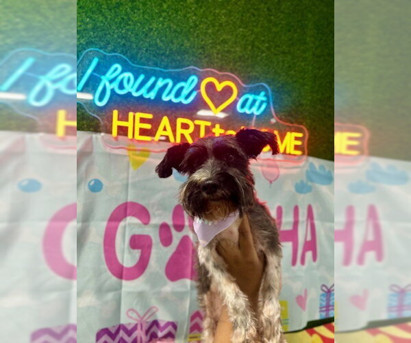 Medium Photo #1 Miniature Schnauzer-Unknown Mix Puppy For Sale in Temple, TX, USA