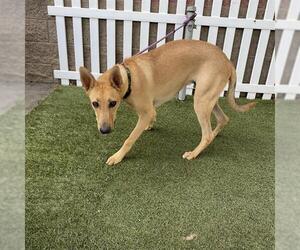 German Shepherd Dog Dogs for adoption in Modesto, CA, USA