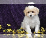 Small #2 Cavachon