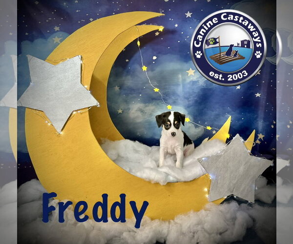 Medium Photo #2 Rat Terrier Puppy For Sale in Arcadia, FL, USA
