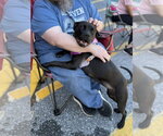 Small #2 Staffordshire Bull Terrier Mix
