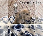 Puppy May Great Dane